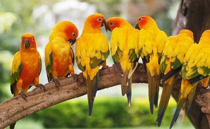 طوطی های کانور خورشیدی پرنده های بسیار فعالی هستند